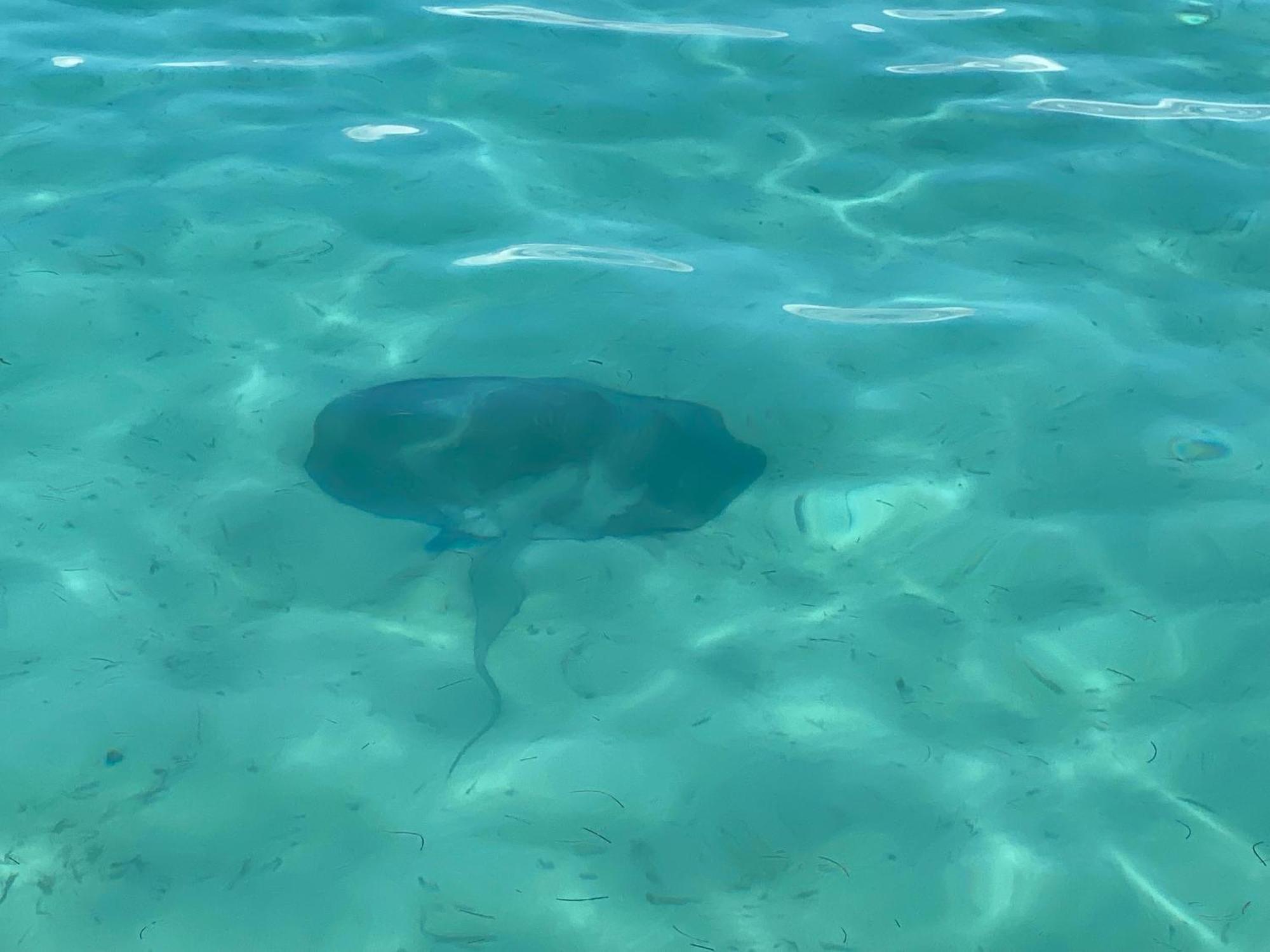 Dolphin Blue Paradise Бокас Екстер'єр фото